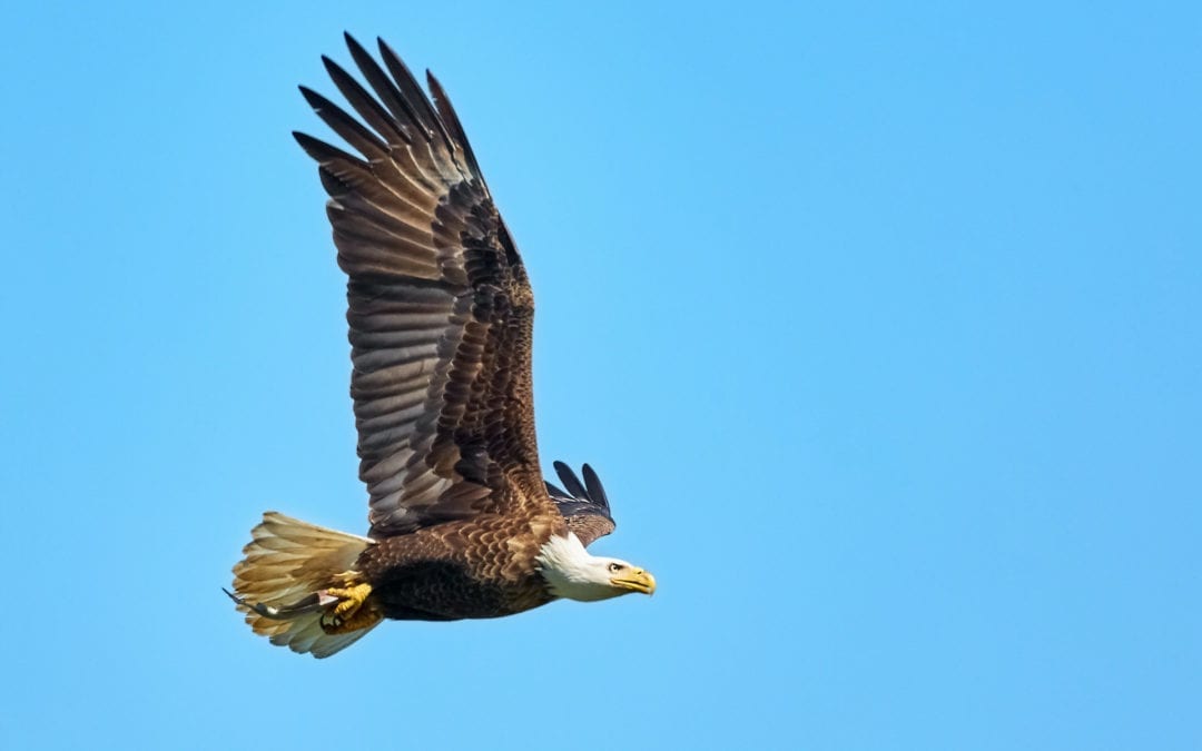 Calls to Worship on Eagle/s