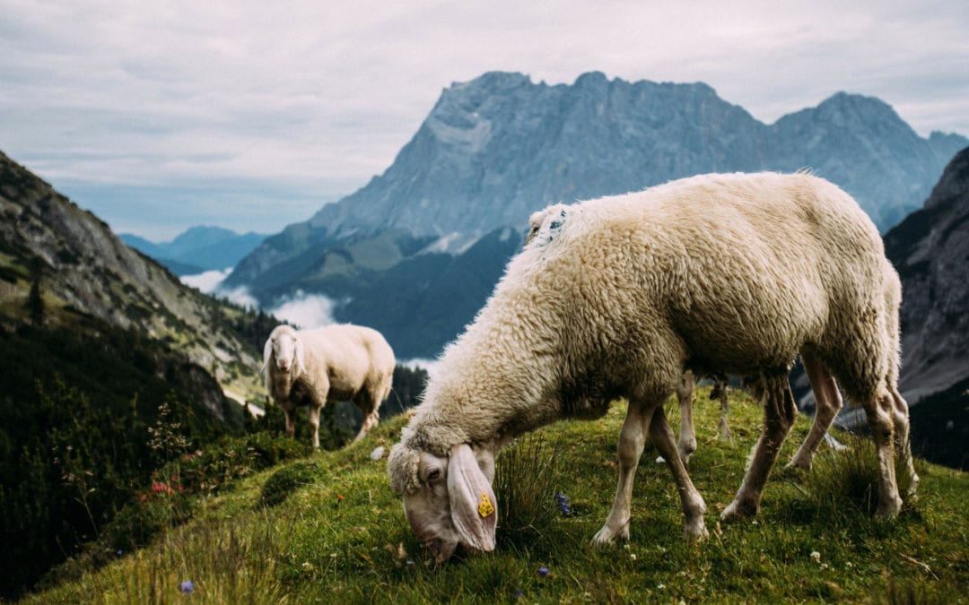 Calls to Worship on Sheep