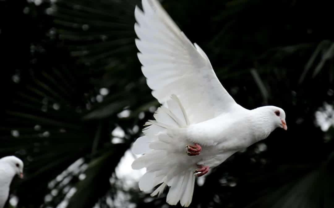 Calls to Worship on Holy Spirit