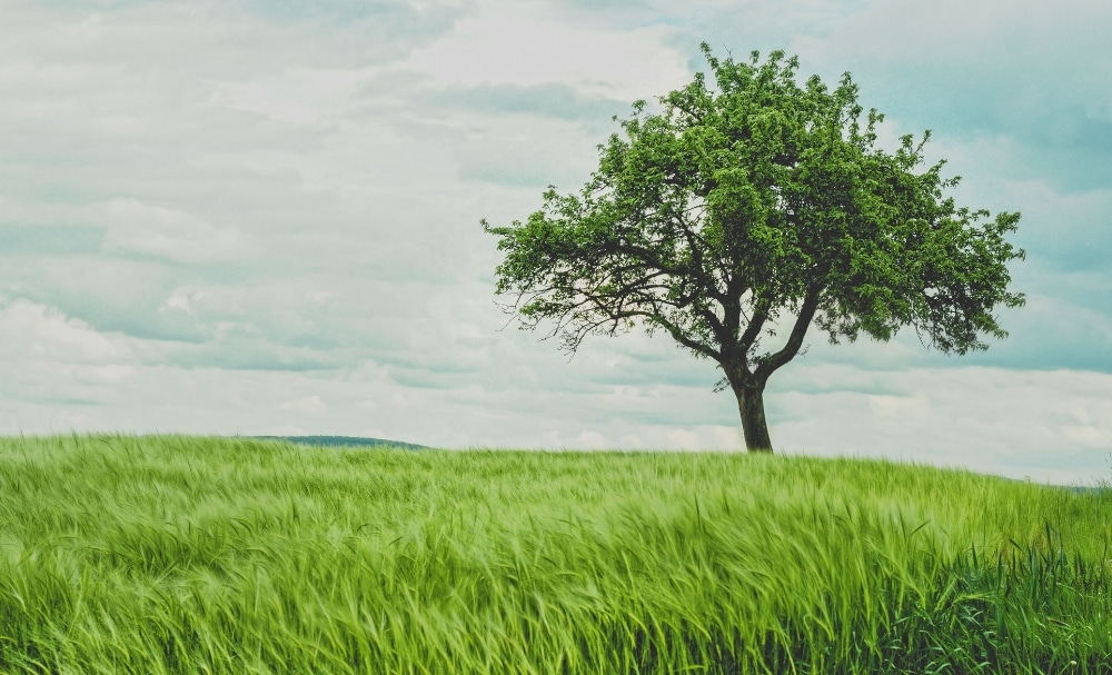 Calls to Worship on Trees