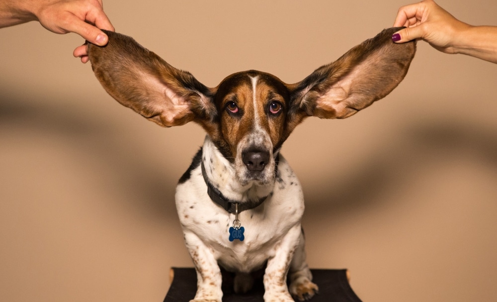 Calls To Worship on Ears