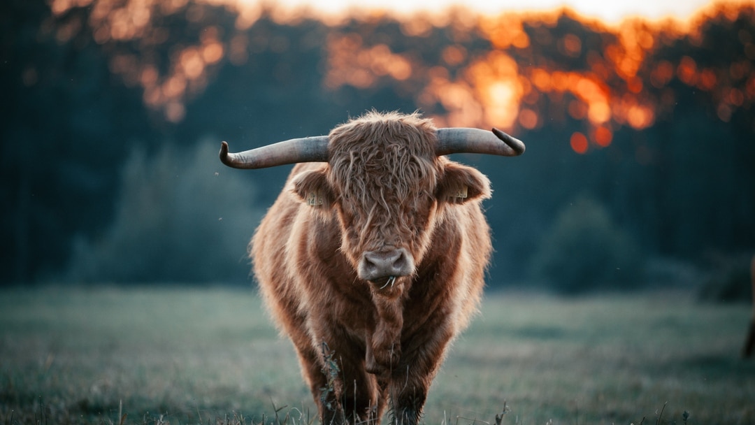 Sermon Quotes on Animals